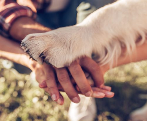 Hands and paws of all family members. Father, mother, daughter and dog are taking hands together